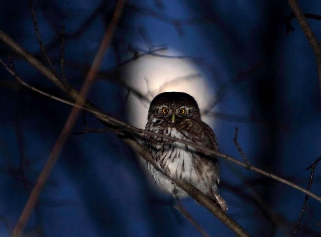 Eurasian Pygmy Owl. Glaucidium passerinum. Воробьиный сычик.